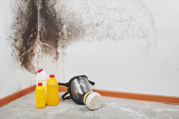 Mold Removal Process in Paw Paw Lake, MI