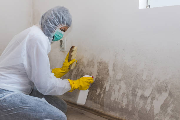 Best Office Mold Removal Services  in Paw Paw Lake, MI