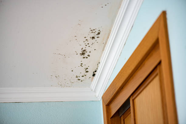 Best Crawl Space Mold Removal  in Paw Paw Lake, MI