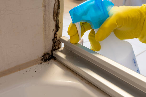 Certified Mold Removal in Paw Paw Lake, MI