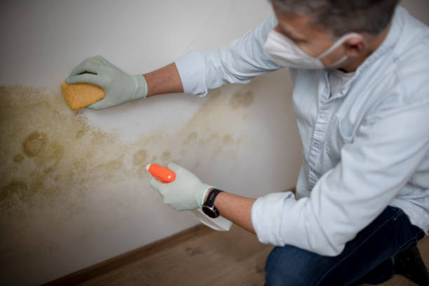 Best Mold Removal Near Me  in Paw Paw Lake, MI