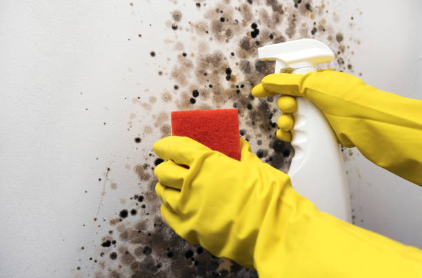 Best Residential Mold Removal  in Paw Paw Lake, MI