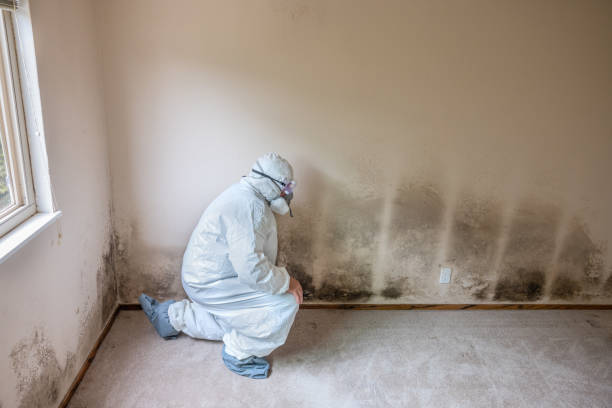 Best Toxic Mold Removal  in Paw Paw Lake, MI