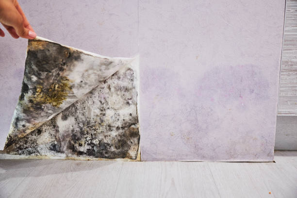Best Mold Remediation  in Paw Paw Lake, MI